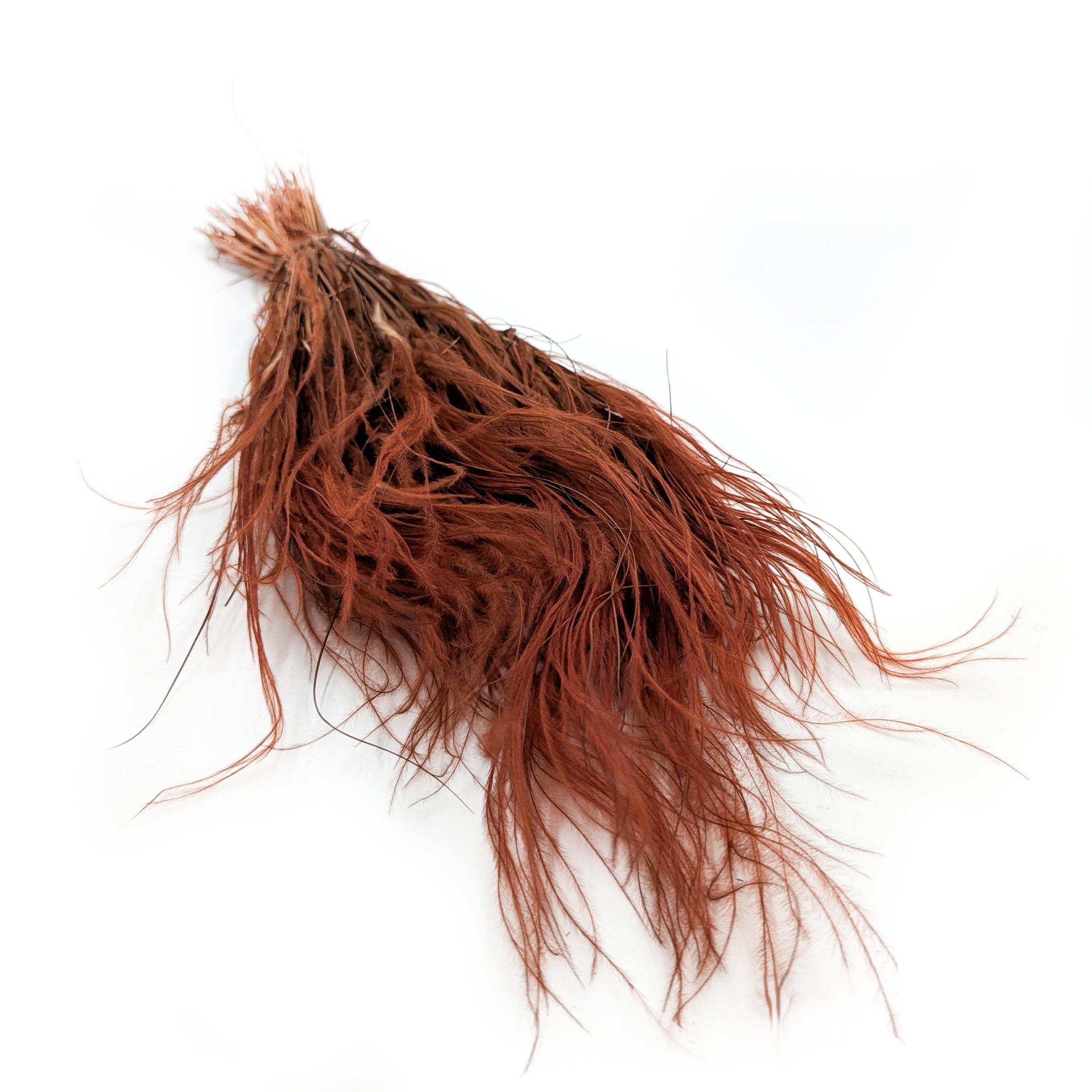 Suszona Stipa - Ostnica piórkowata - (Stipa pennata) - Czekoladowa