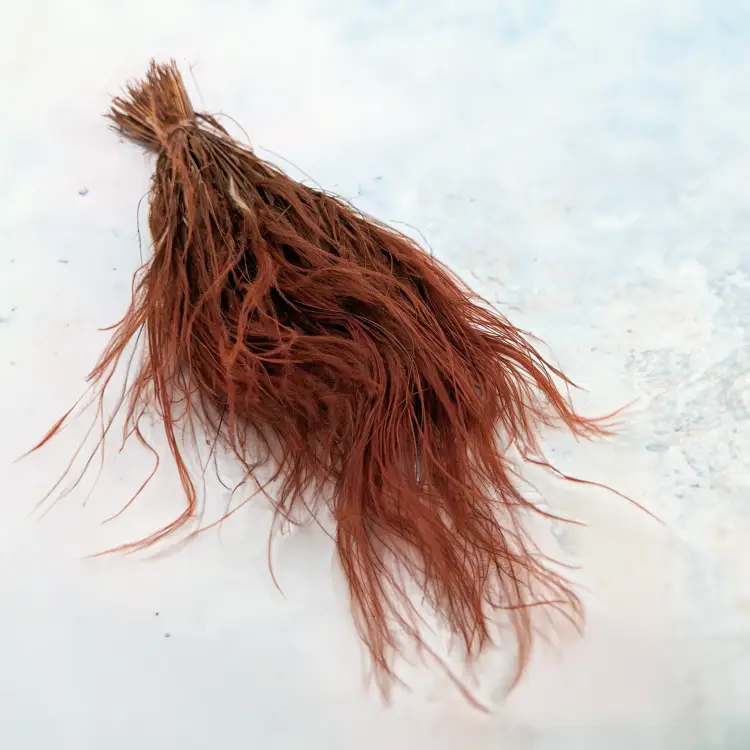 Stipa Chocolate 1.png