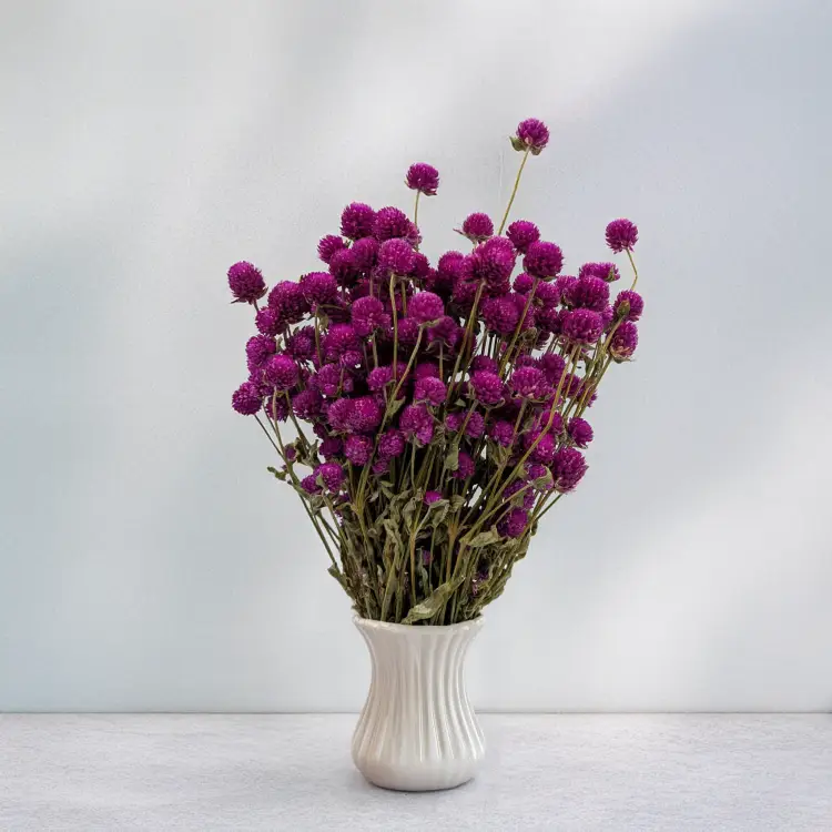 Gomfrena fioletowa PLS 4.png