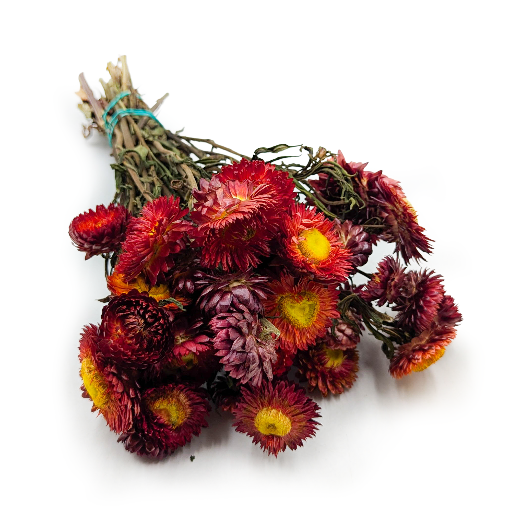 Kocanka Suszona - (Helichrysum) - Szakrłatny czerwony