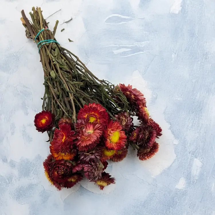 Kocanka szkarłatyny czerwony PLS 1.png