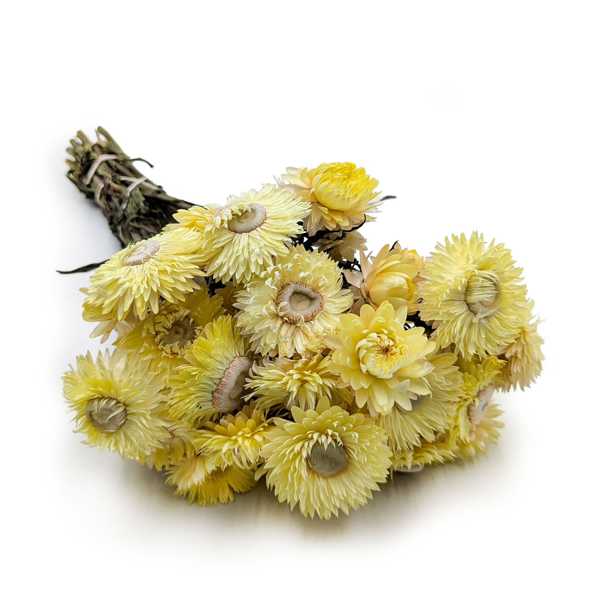 Kocanka Suszona - (Helichrysum) - Cytrynowa