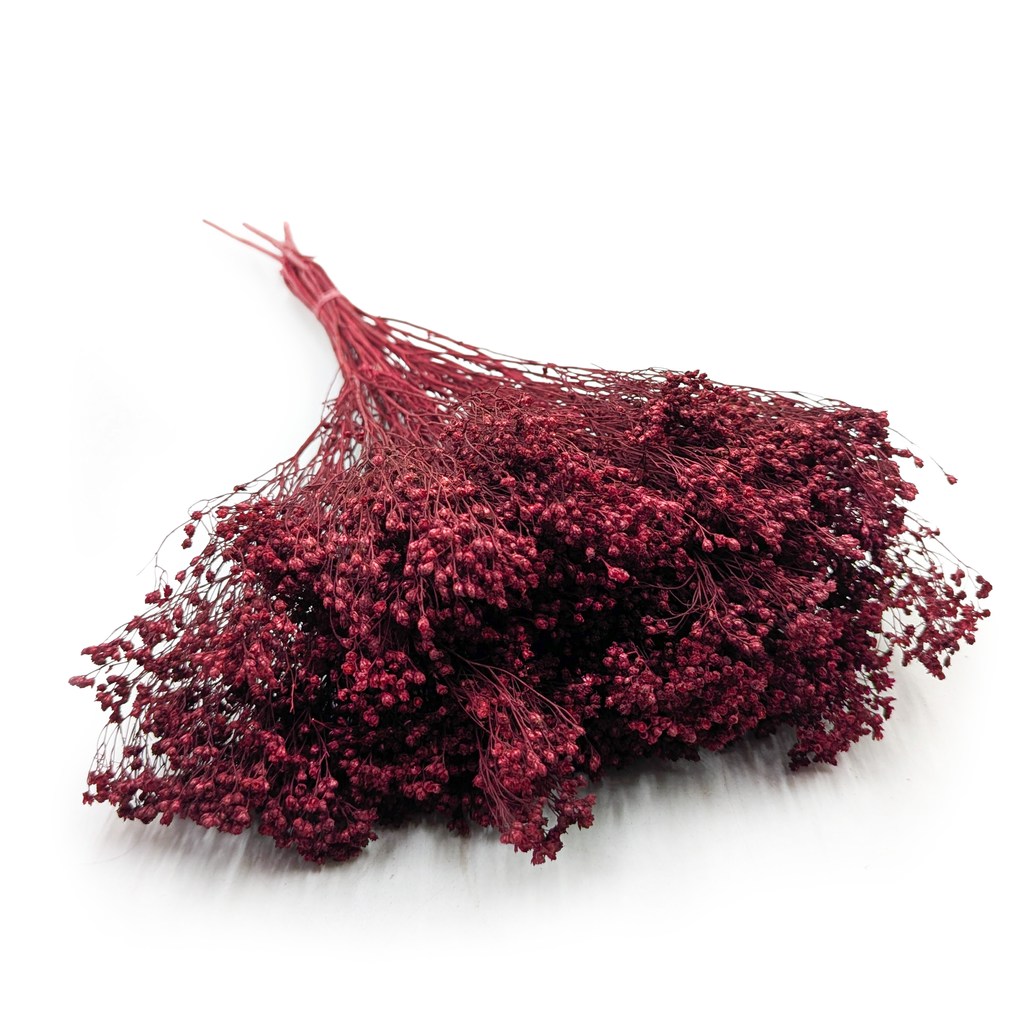 Suszony Broom Bloom - Żarnowiec - Bordowy