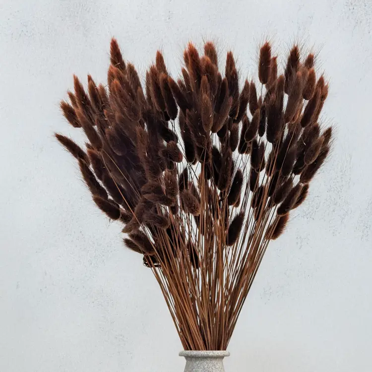 Lagurus Volcano 1.png