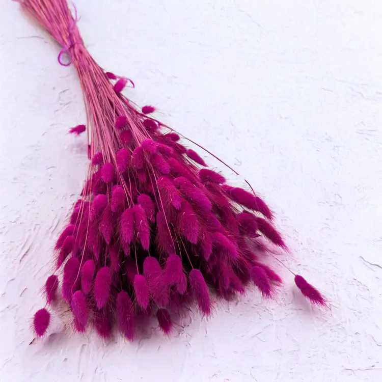 Lagurus Purpur 1.png