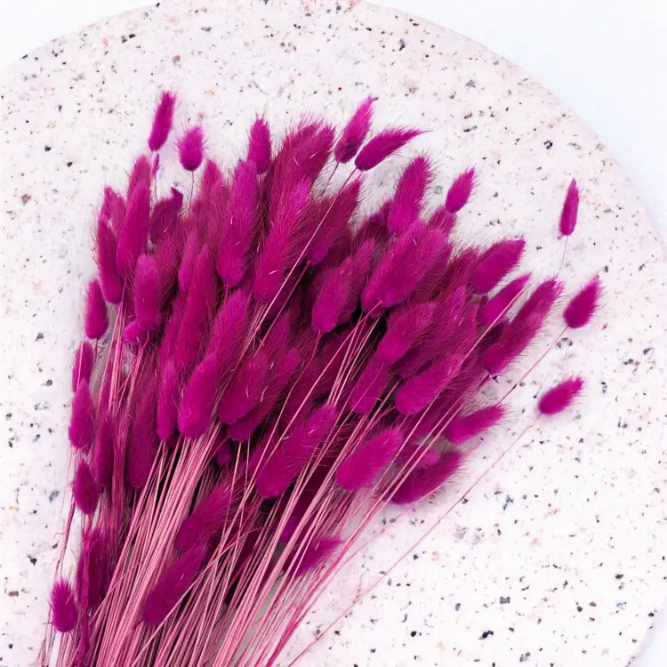 Lagurus Purpur 2.png