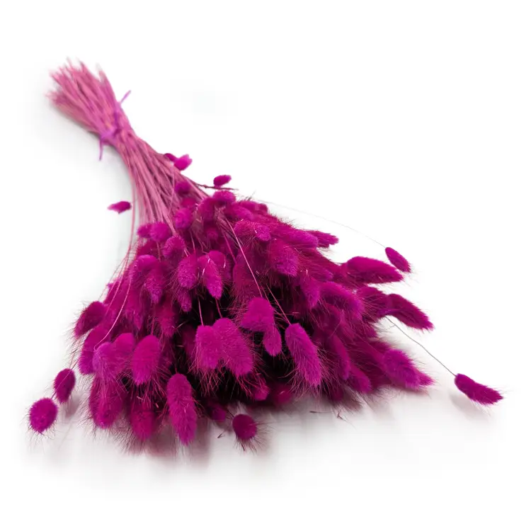 Lagurus Purpur 0.png