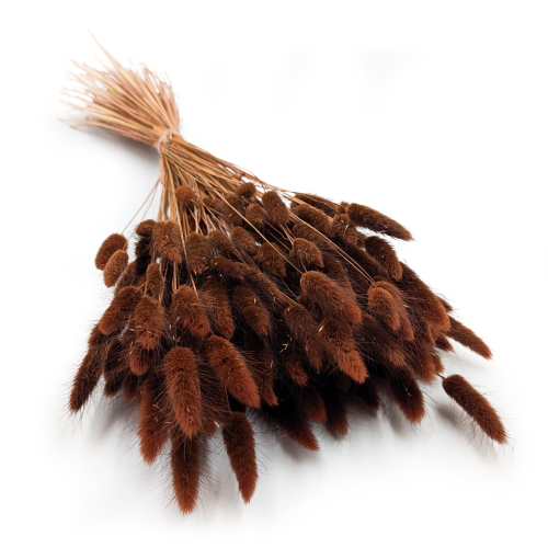 Lagurus Chocolate.png