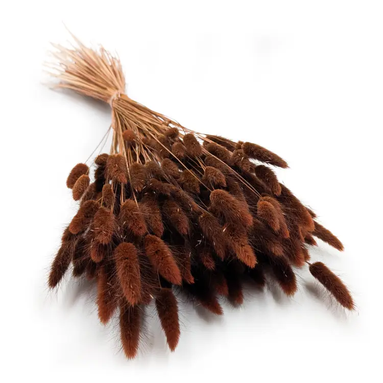 Lagurus Chocolate.png