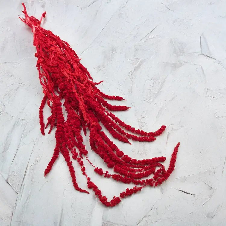 Szarłat czerwony IT 1.png