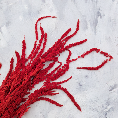 Szarłat czerwony IT 2.png