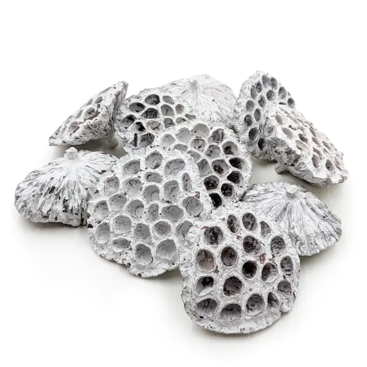 Lotos duży XXL bielony 0.png