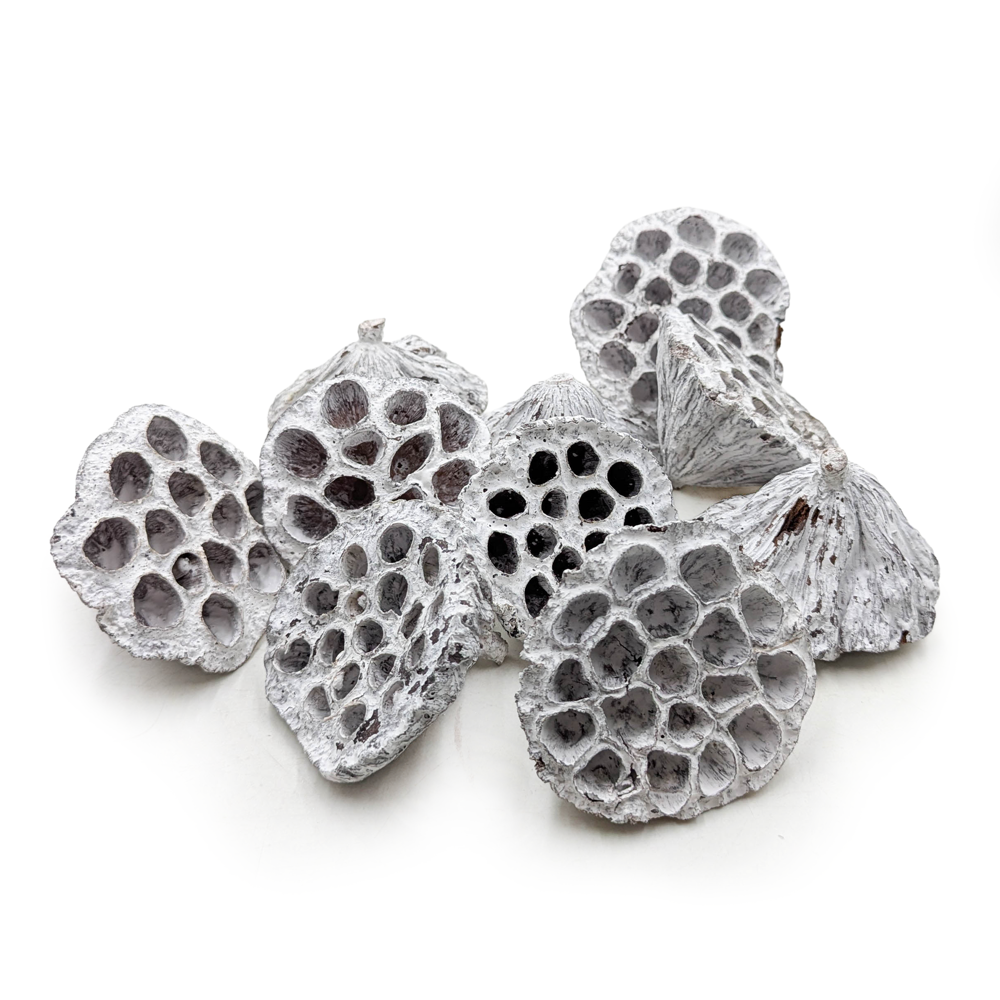 Lotos średni M - (Bielony) - susz egzotyczny - 10 szt.