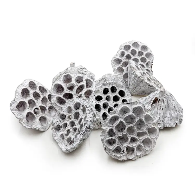 Lotos średni Bielony.png