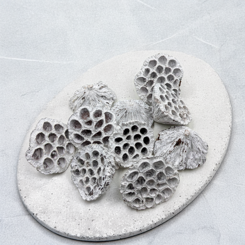 Lotos średni Bielony 1.png