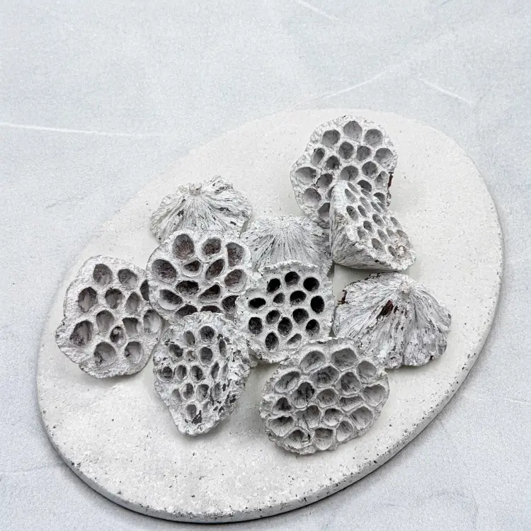 Lotos średni Bielony 1.png