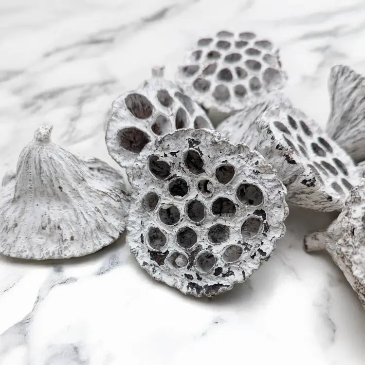 Lotos średni Bielony 2.png