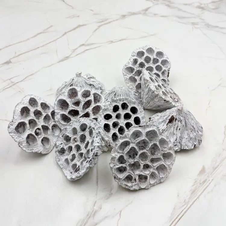 Lotos średni Bielony 3.png