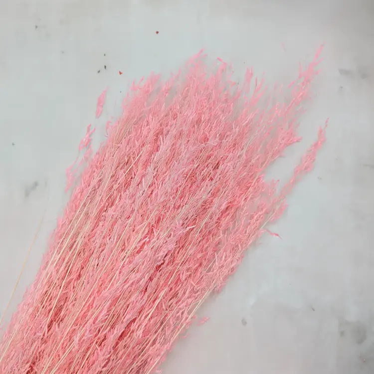 Briza Segromigno Pink 1.png