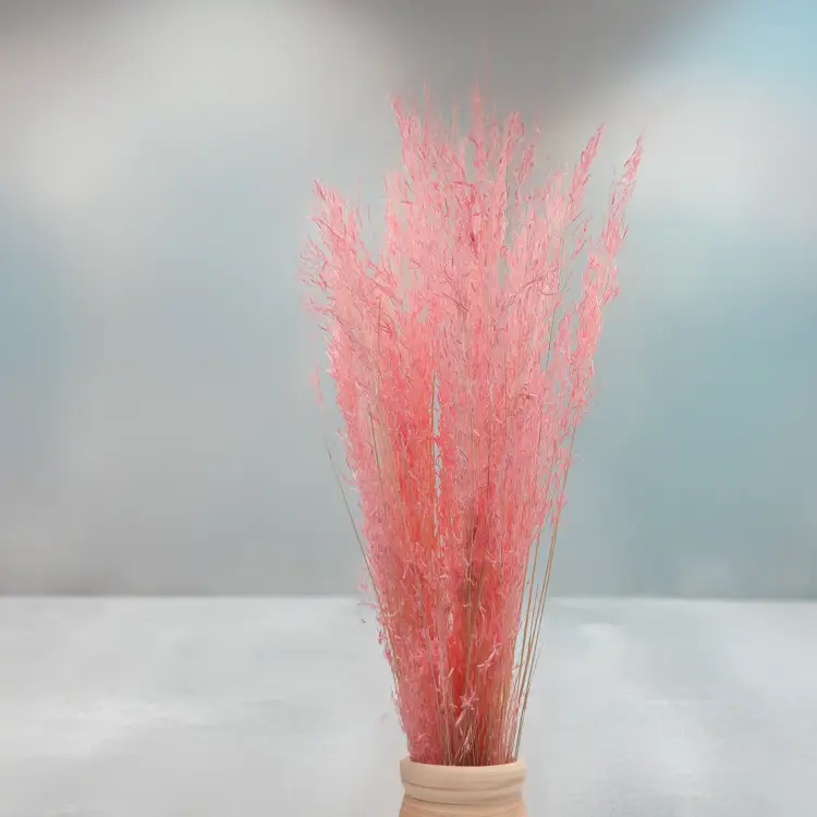 Briza Segromigno Pink 3.png