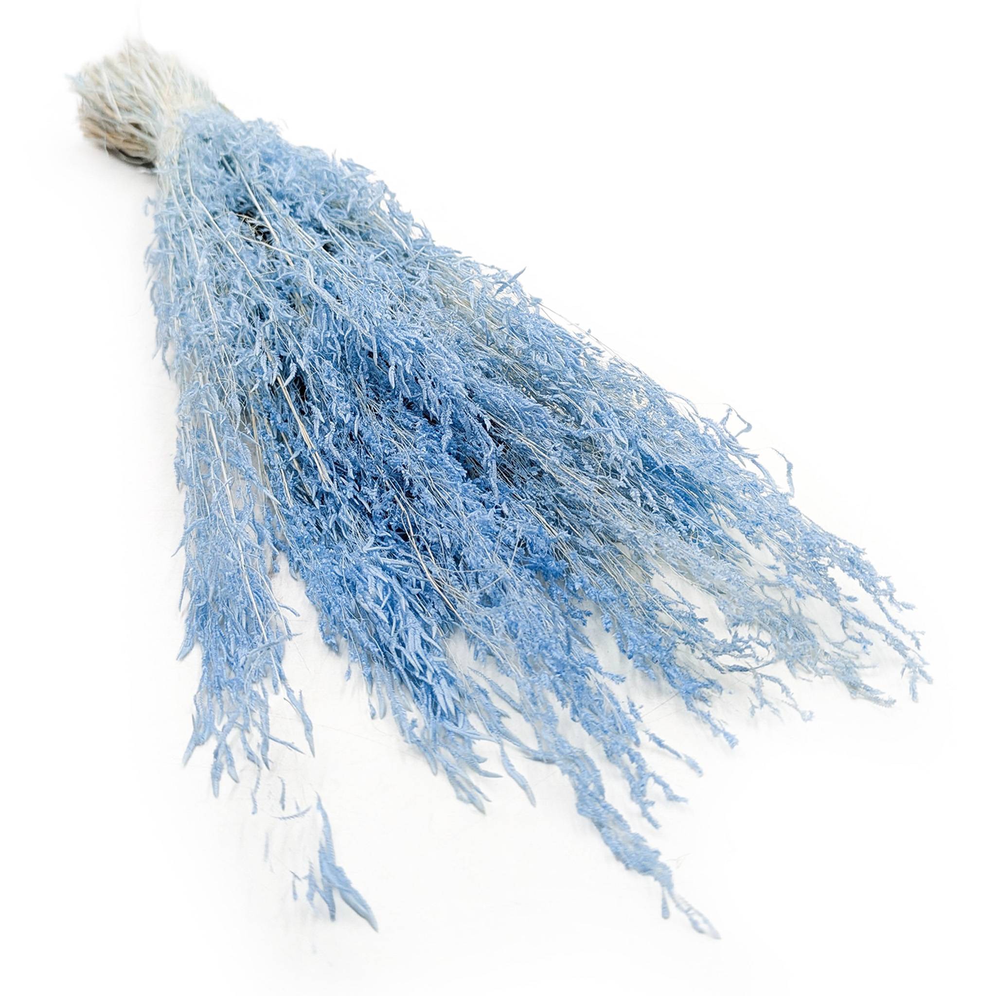 Drżączka Suszona - (Briza Segromigno) - Niebieska