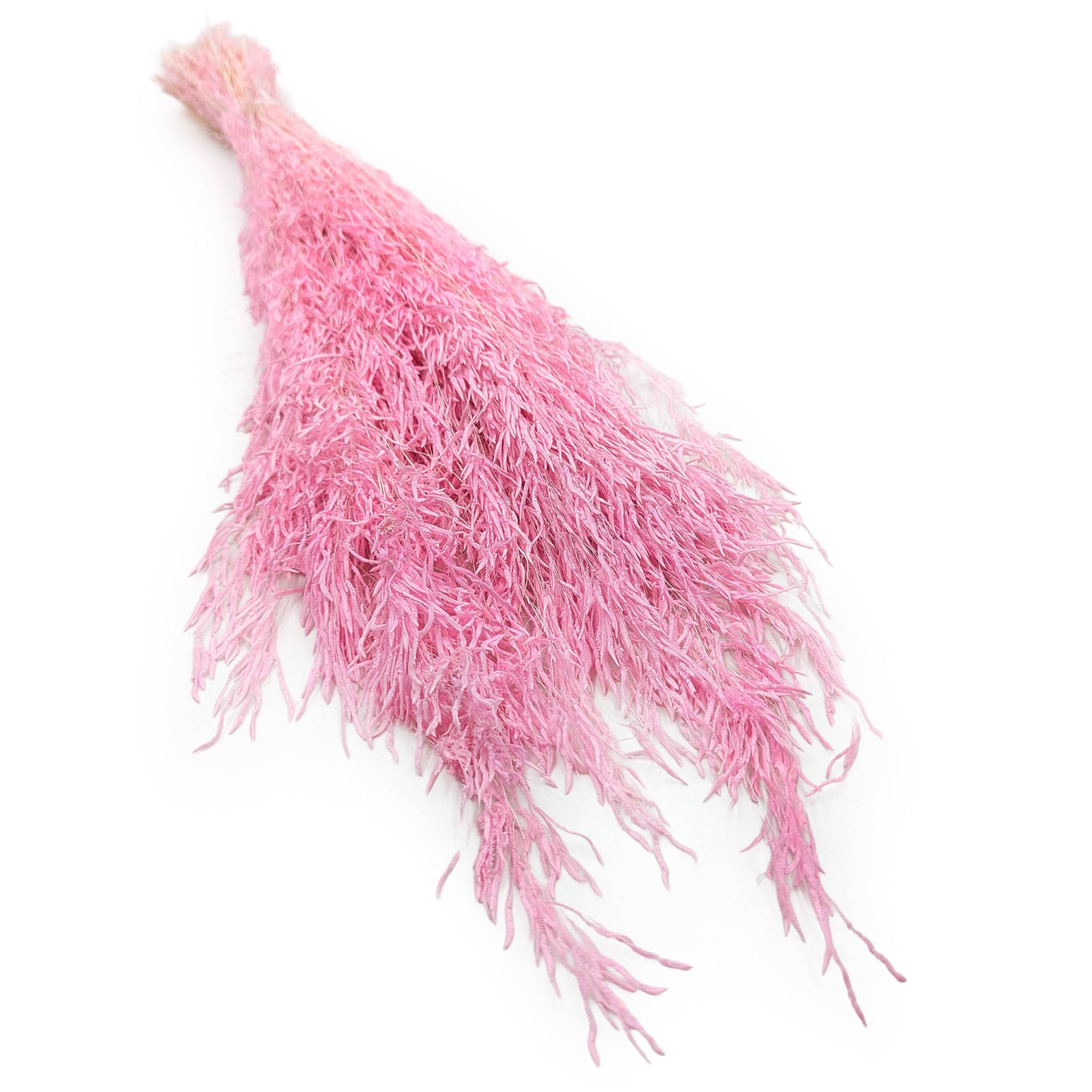 Drżączka Suszona - (Briza Segromigno) - Jasny róż