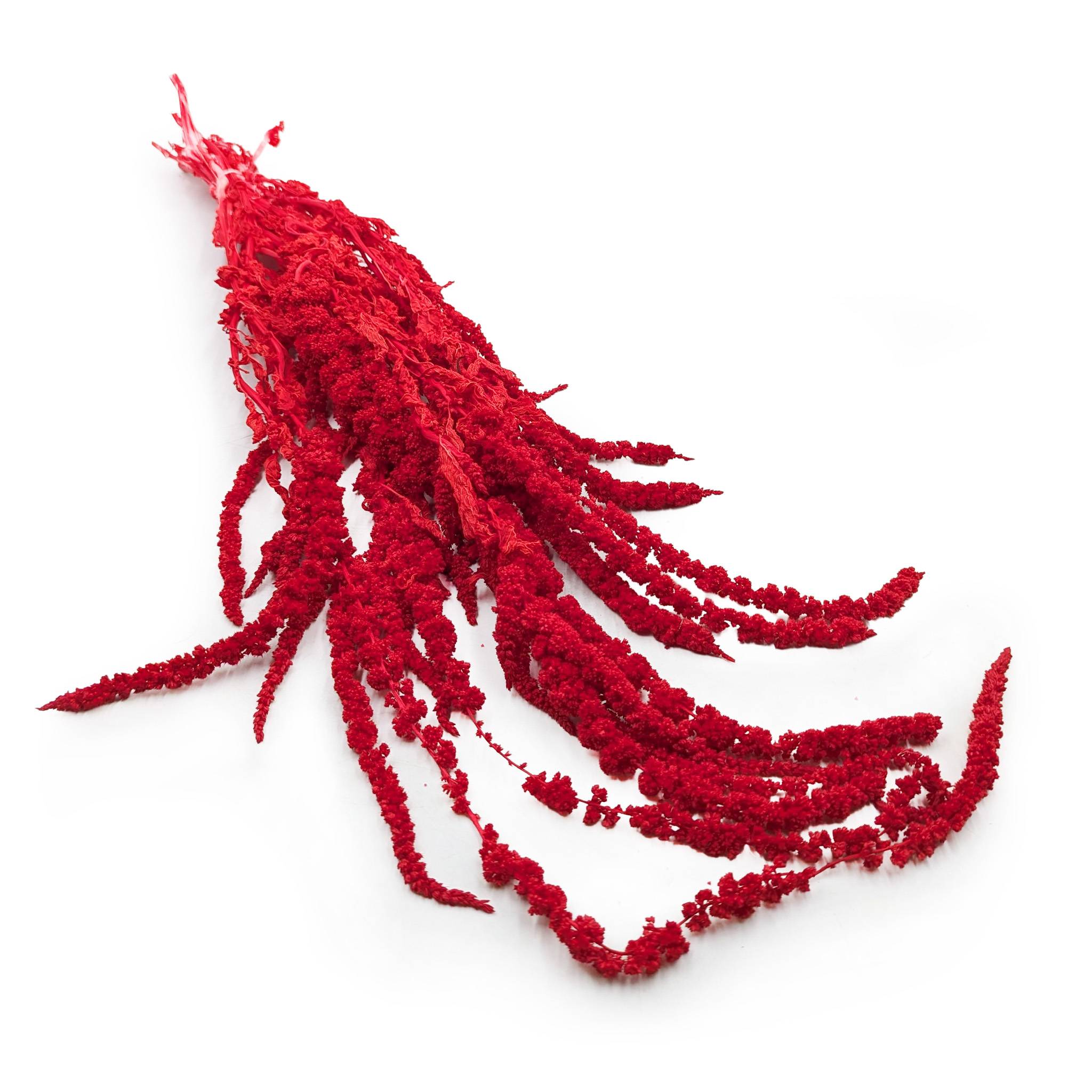 Amarantus Stabilizowany - Szarłat - Czerwony