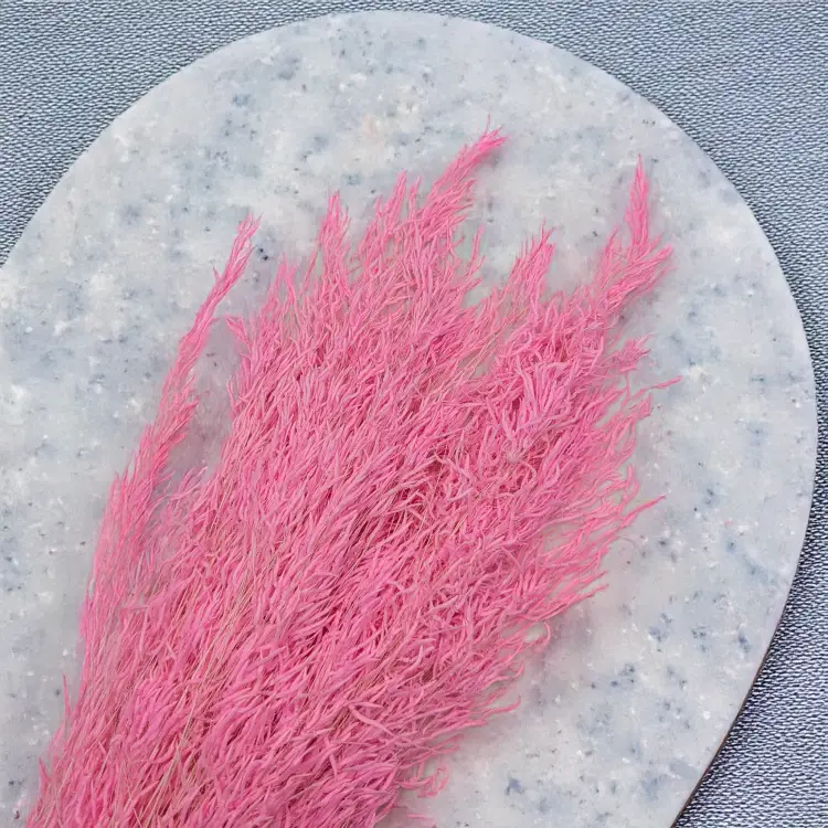 Briza Segromigno Light pink 1.png