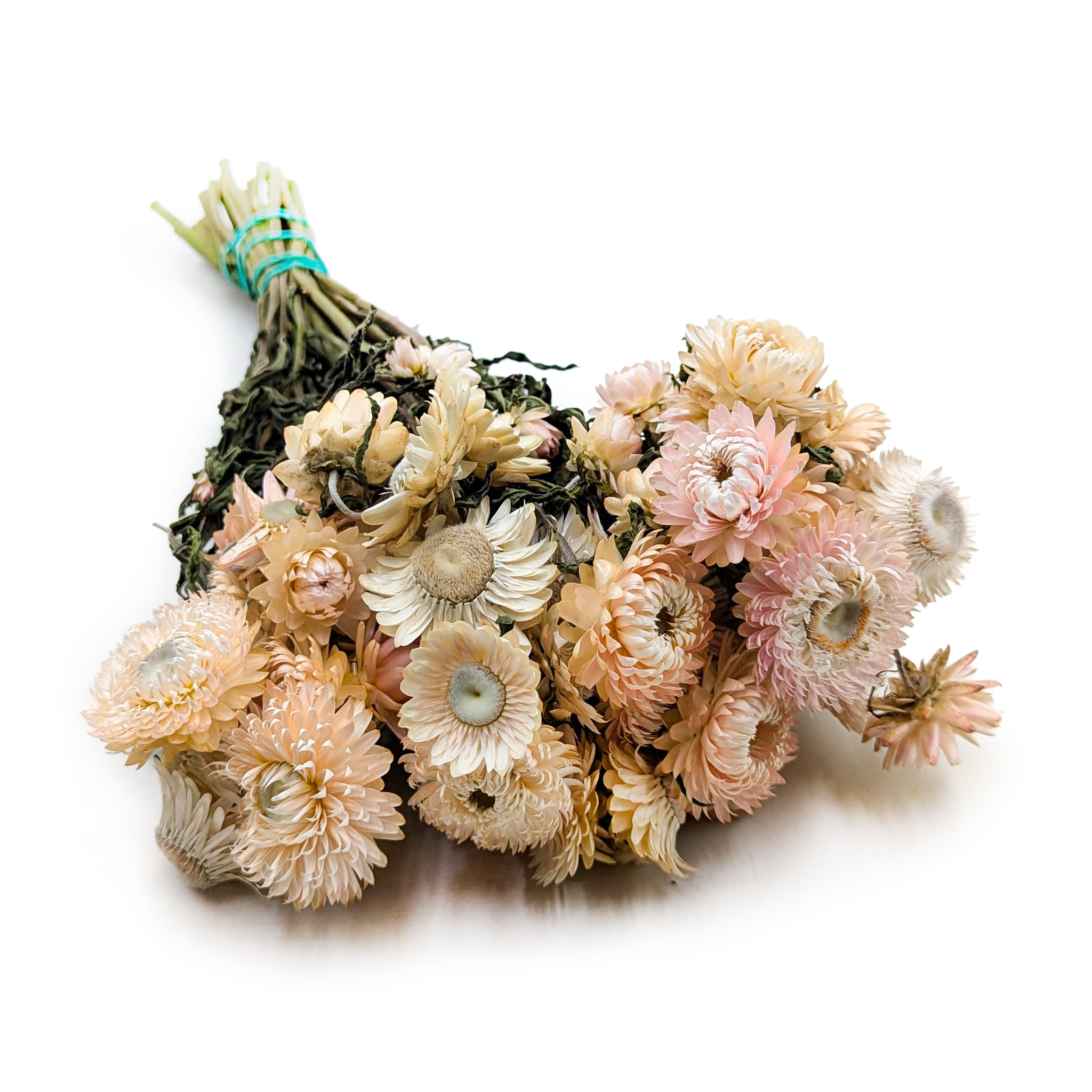 Kocanka Suszona - (Helichrysum) - Jasny róż