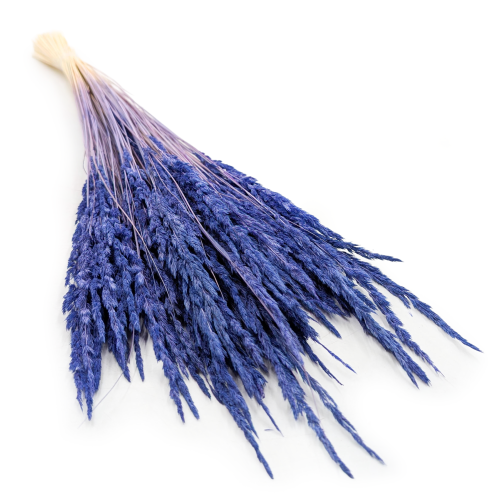 Trawa Granatowa PLS.png