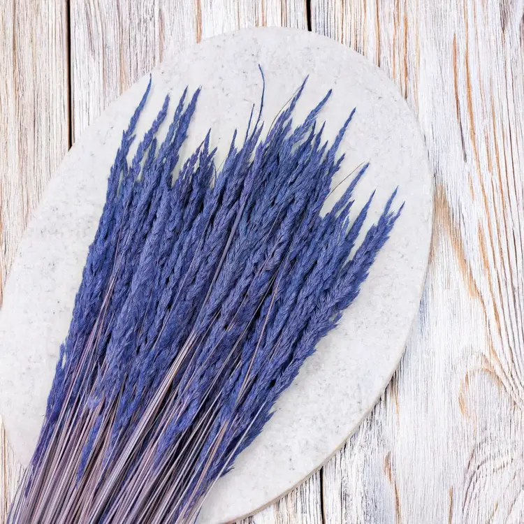 Trawa Granatowa PLS 2.png