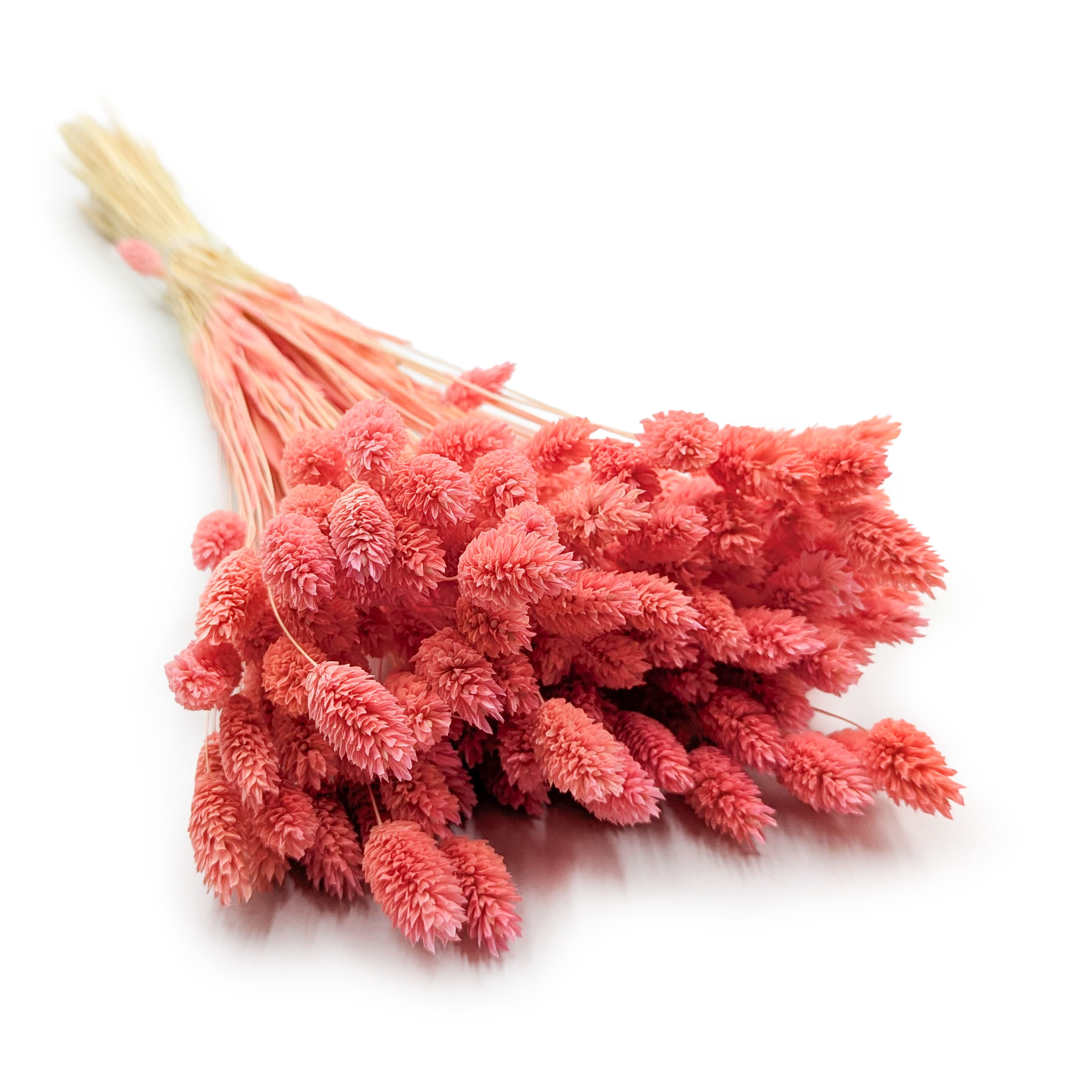 Suszony Phalaris - Kanar - (Mozga kanaryjska) - Koralowy