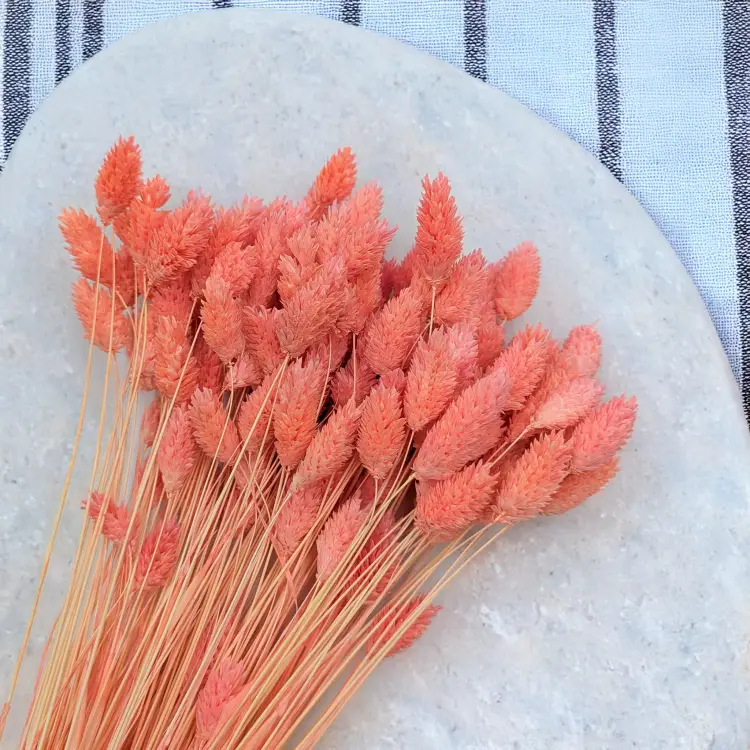 Kanar koralowy 2.png