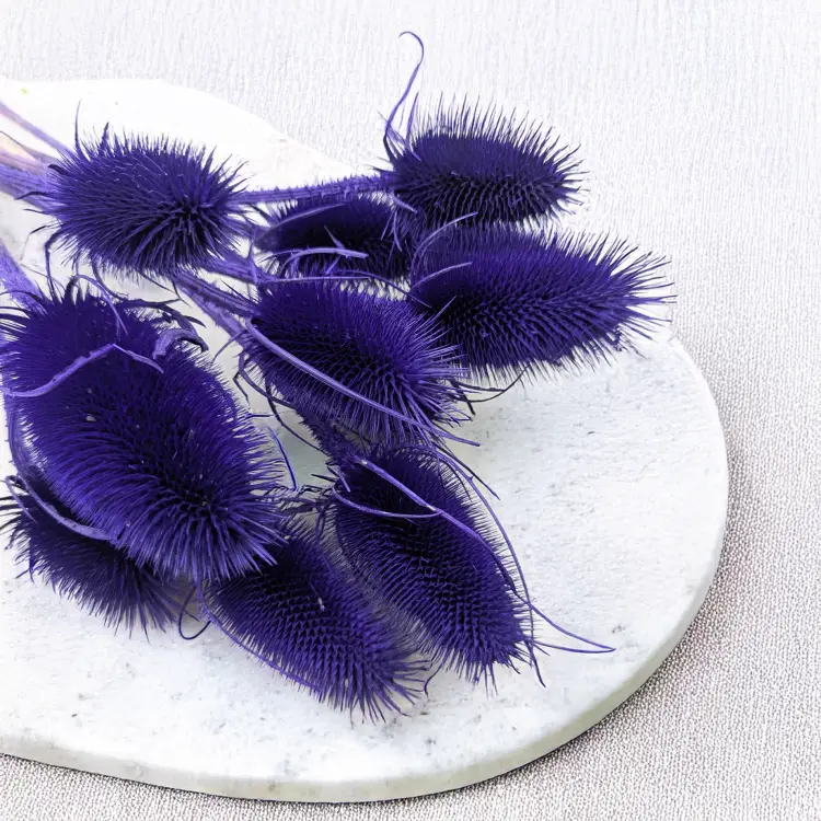 Oset niebieski II 2.png