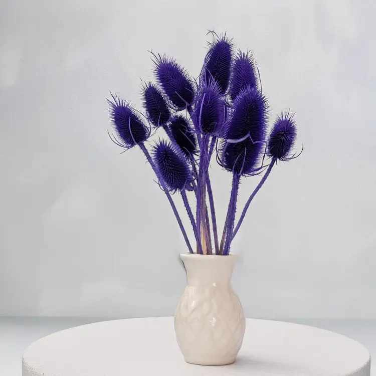 Oset niebieski II 3.png