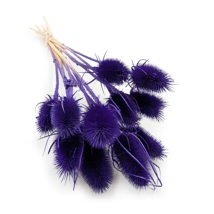 Oset niebieski II.png