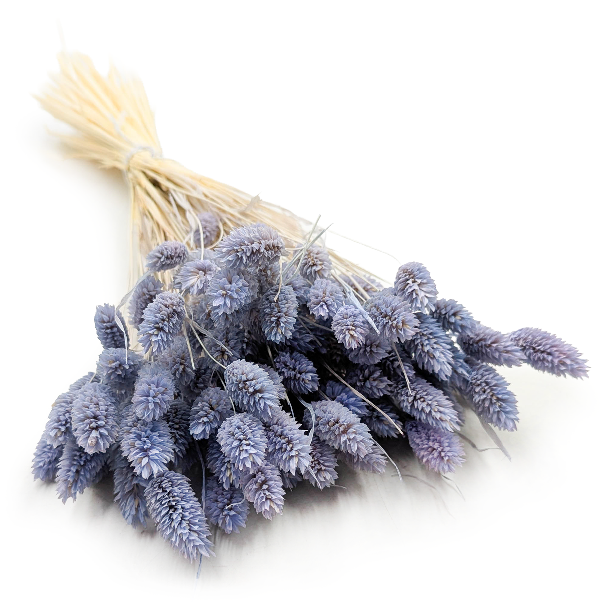 Suszony Phalaris - Kanar - (Mozga kanaryjska) - Błękitny Jeans