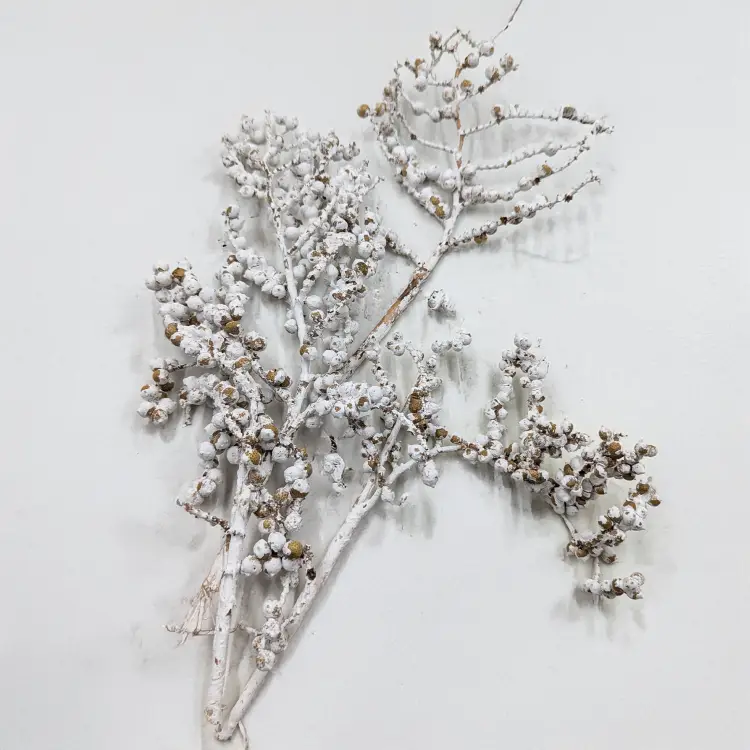 Canella Bielona 3.png