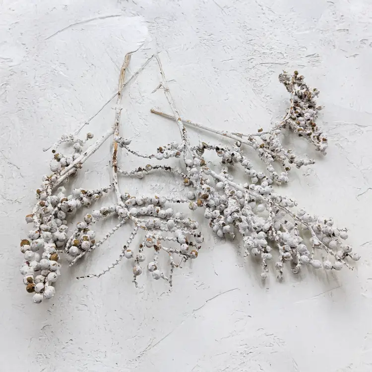 Canella Bielona 4.png