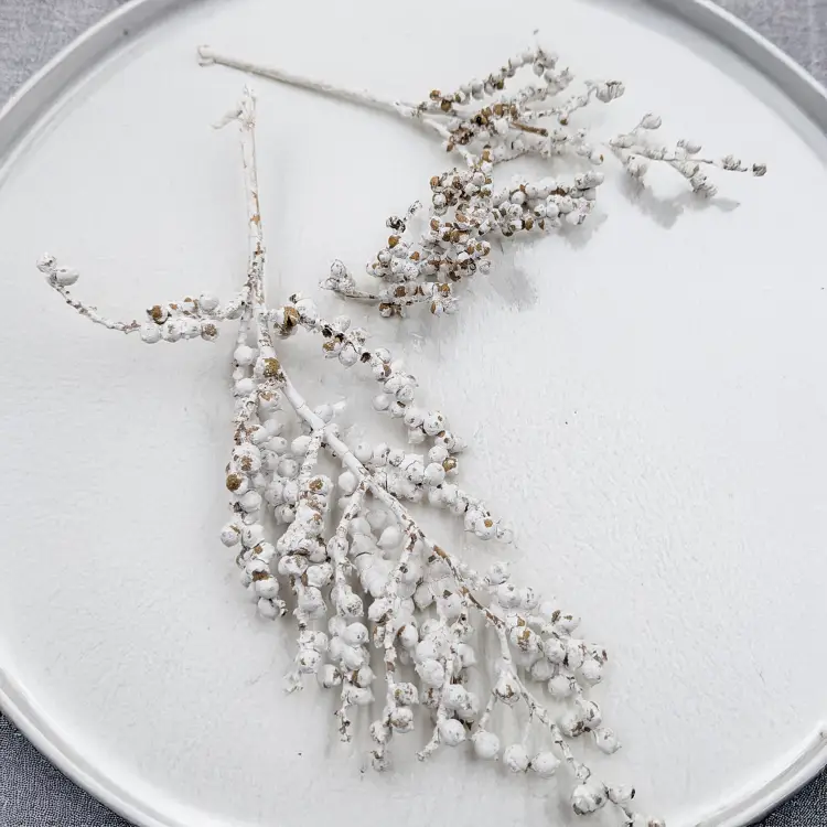 Canella Bielona 1.png