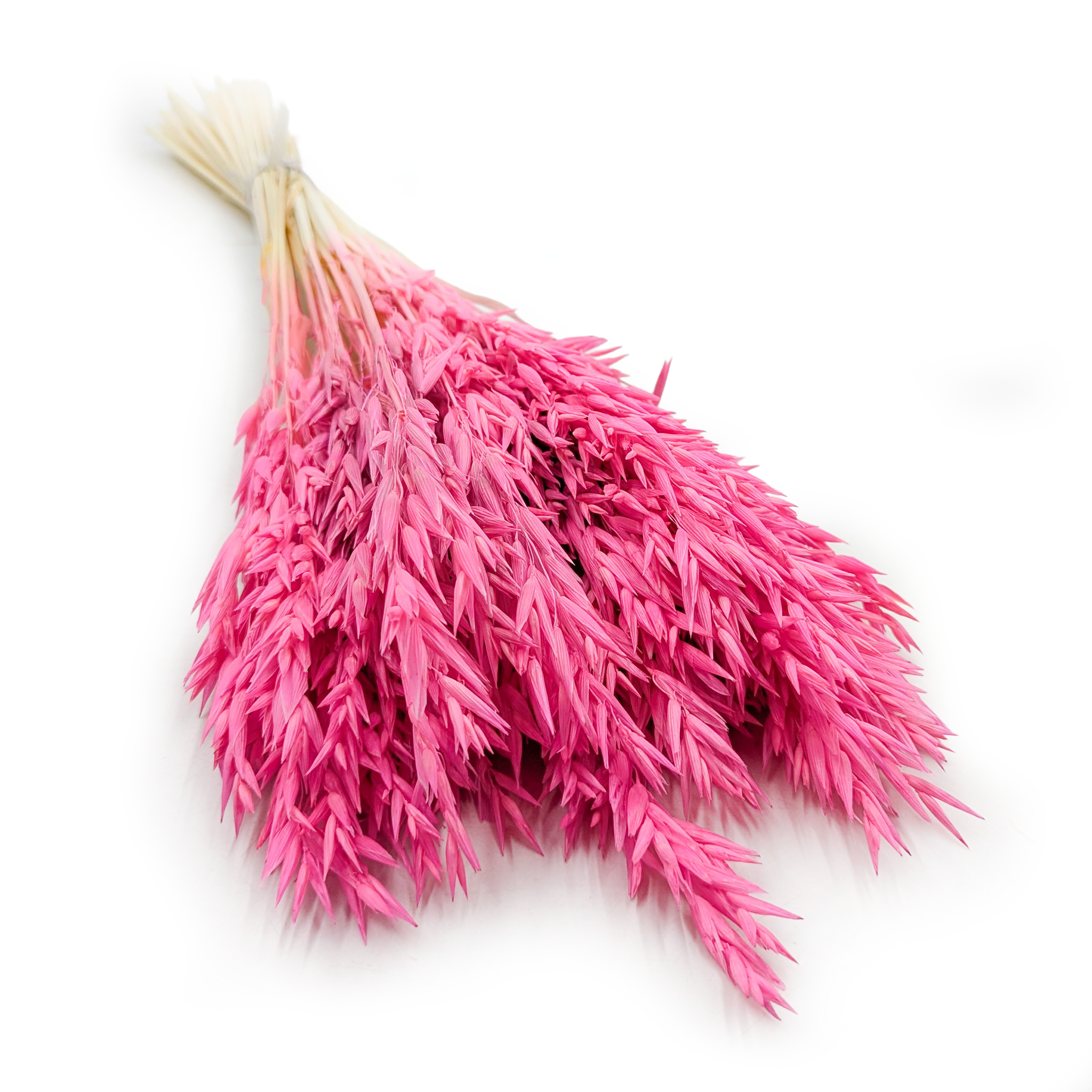 Owies Suszony - Fuksja