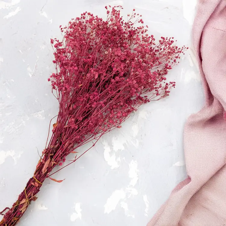 Gips TR Cherry 3.png