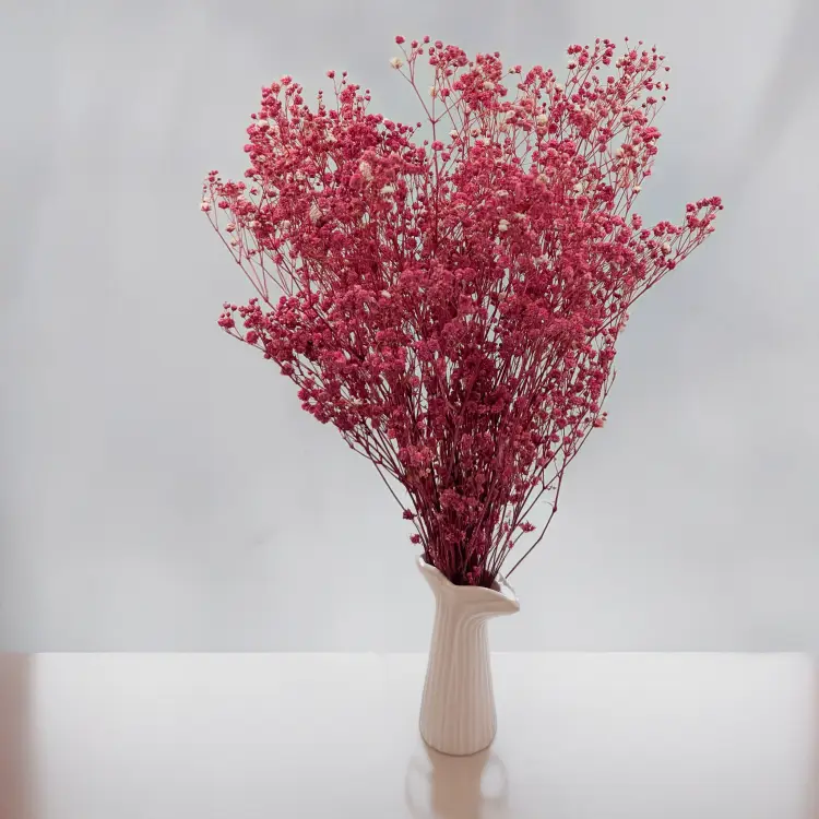 Gips TR Cherry 4.png