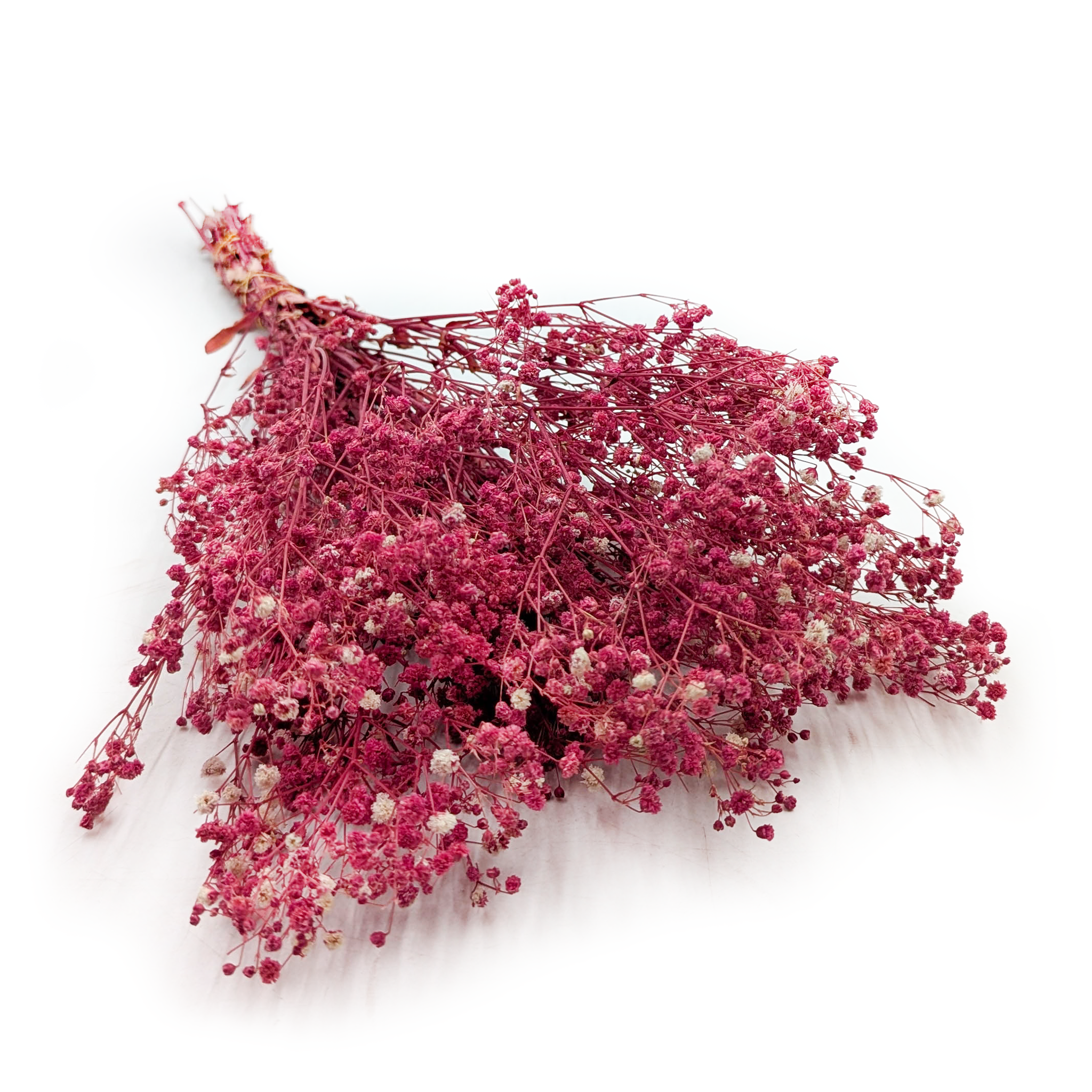 Gipsówka Stabilizowana Premium - (gypsophila) - Wiśniowa