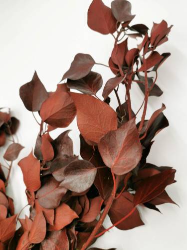 Bluszcz Czerwony1.jpg