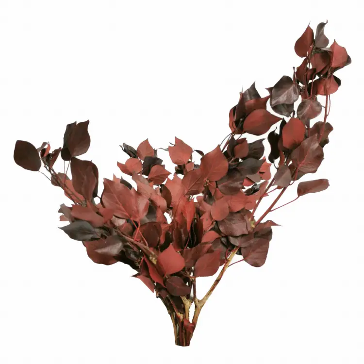 Bluszcz Czerwony2.jpg