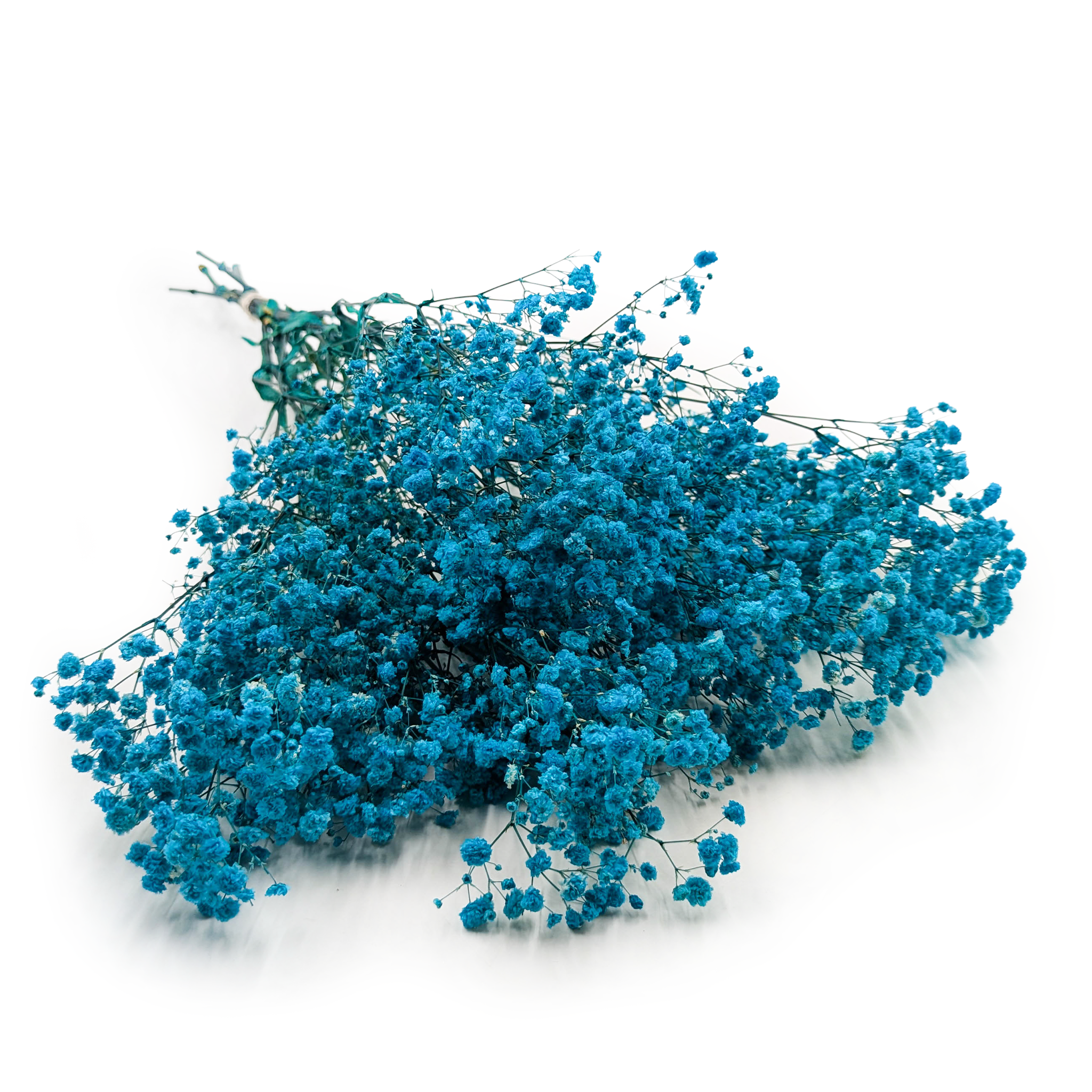 Gipsówka Stabilizowana - (Gypsophila) - Royal  Bouquet - Niebieska