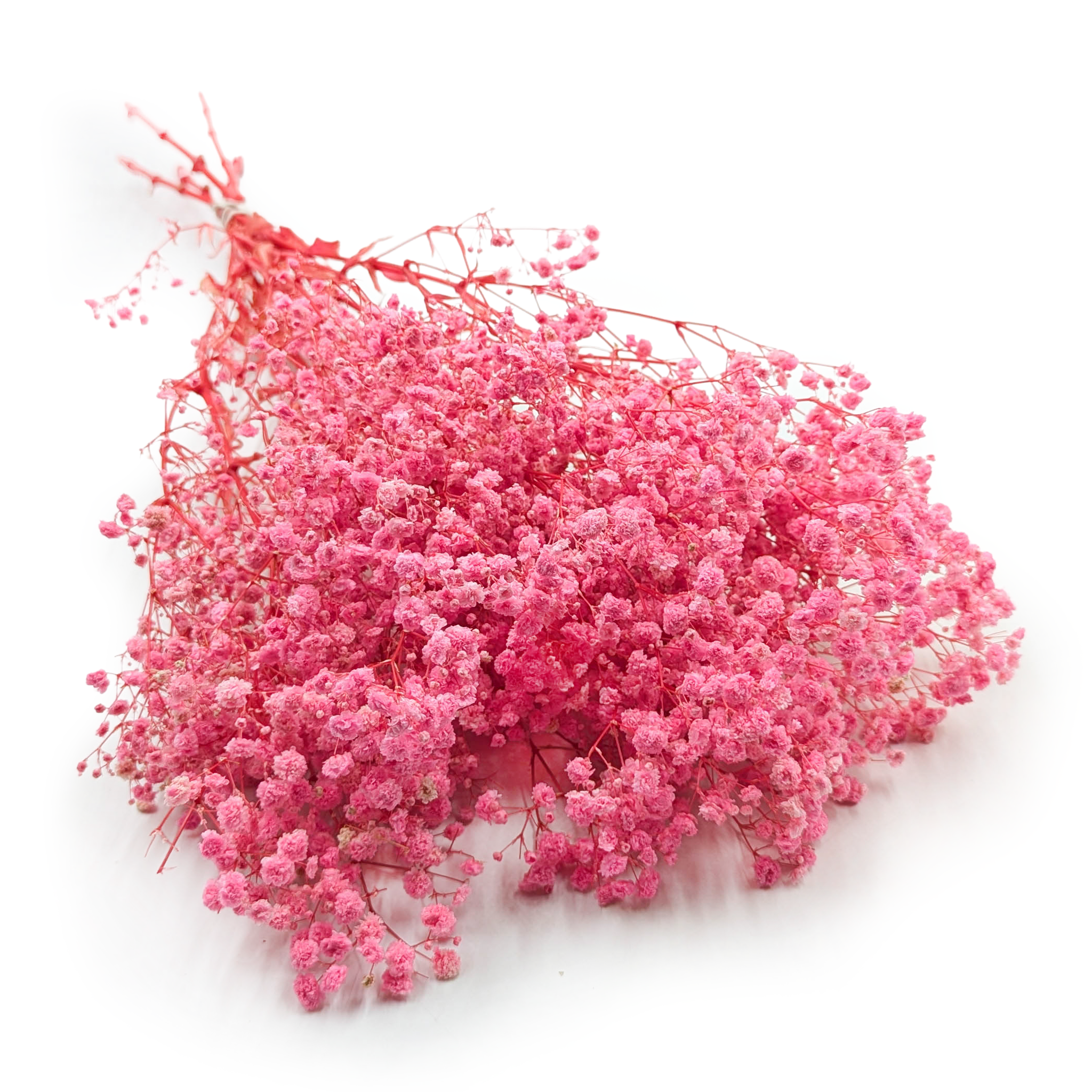 Gipsówka Stabilizowana - (Gypsophila) - Royal Bouquet - Różowa