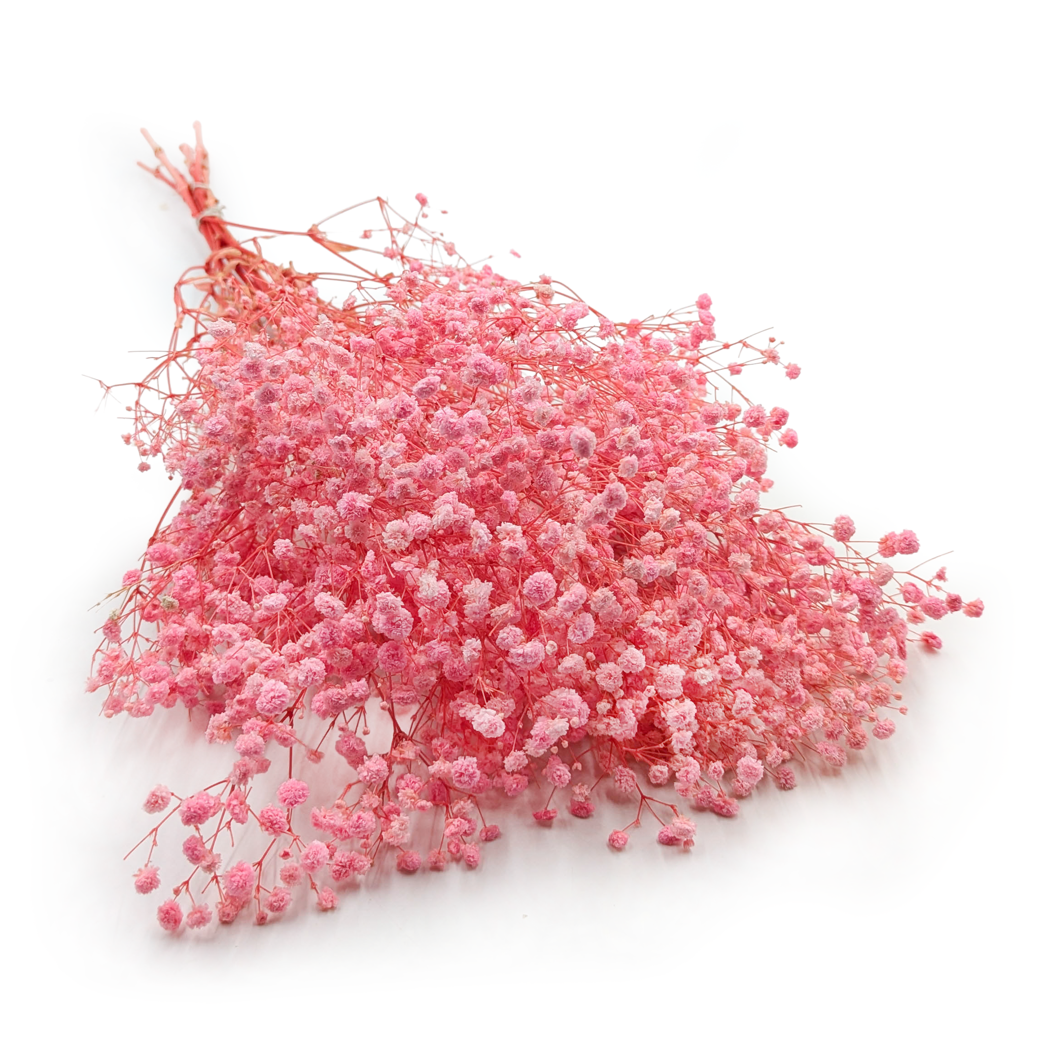 Gipsówka Stabilizowana - (Gypsophila) - Royal Bouquet - Jasny róż