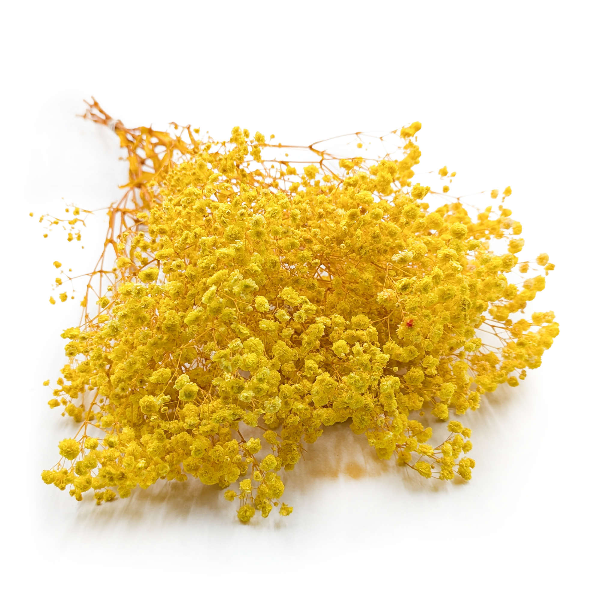 Gipsówka Stabilizowana - (Gypsophila) - Royal Bouquet - Żółta